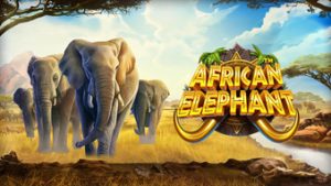 African Elephant rajazeus